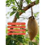 Aduna baobab powder 275g - British product