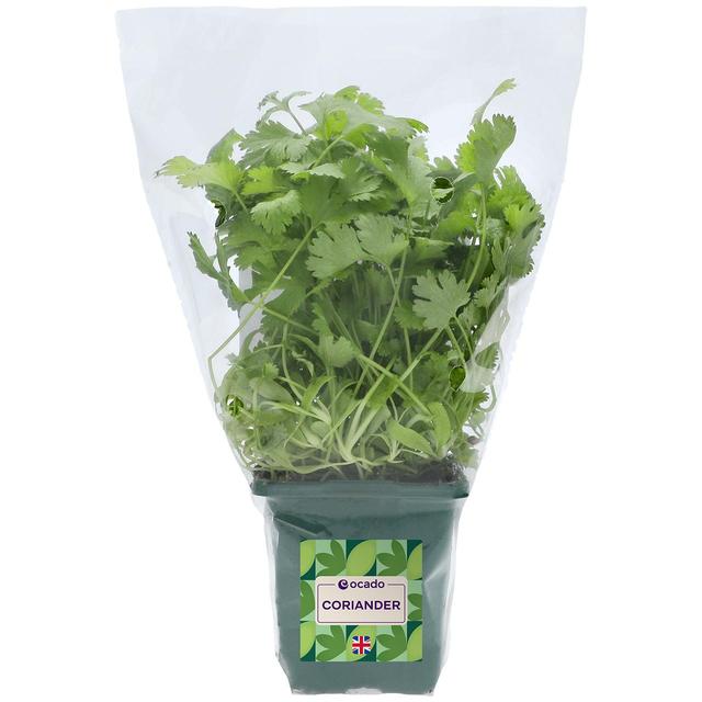 Ocado British Growing Coriander