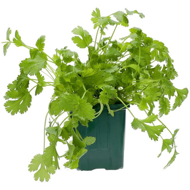 Ocado British Growing Coriander GOODS M&S   