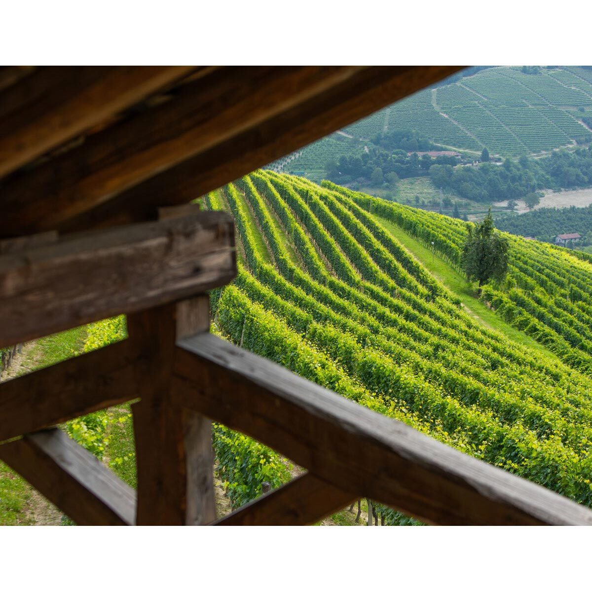 Tenuta Cucco Barolo wine 2019 75cl, UK version