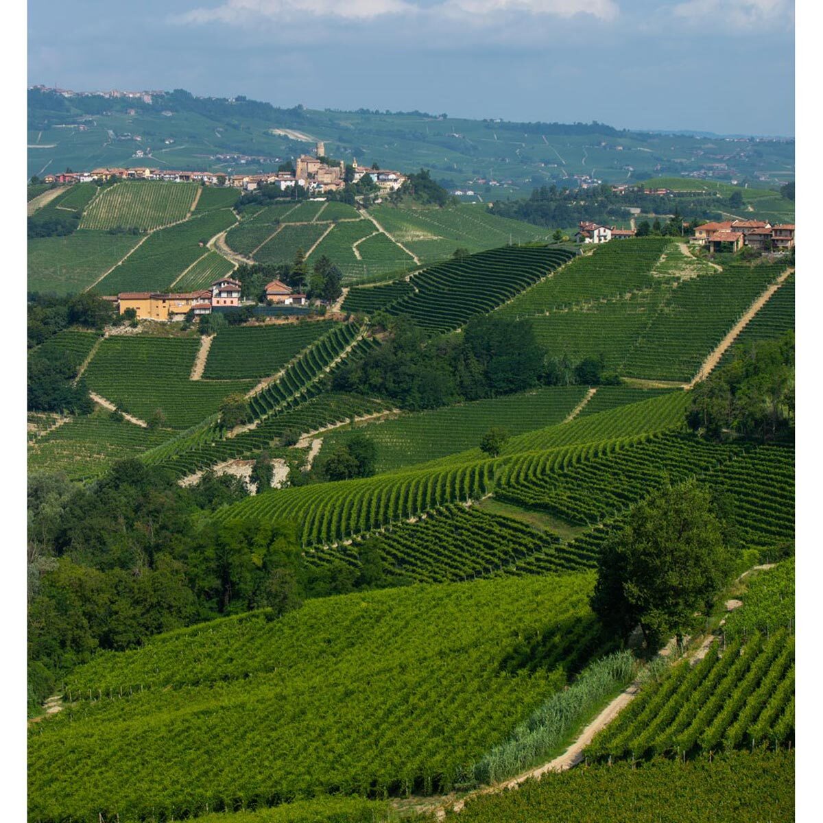 Tenuta Cucco Barolo wine 2019 75cl, UK version