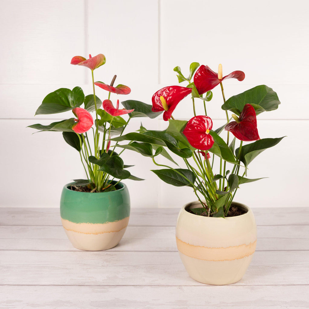 Sainsbury's Anthurium Ceramic