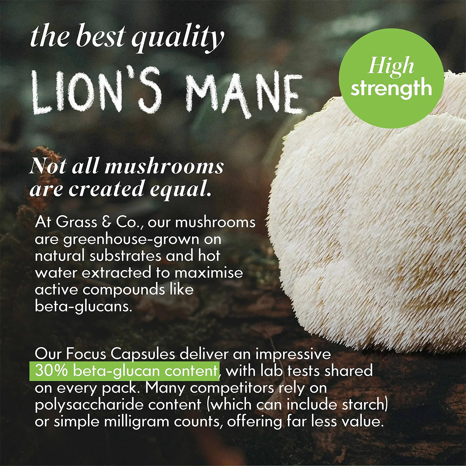 Lion's Mane Mushroom Focus Capsules with Ginseng & Omega-3 60 Vegan Capsules