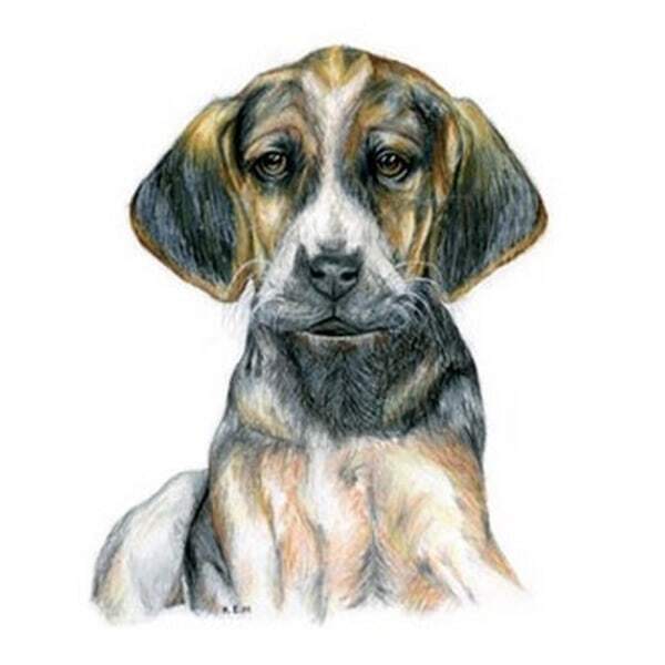 Kevin Milner Hound Puppy Art Countryside Card GOODS Superdrug   