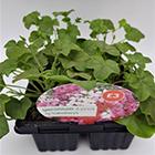 Trailing Geranium 4 Pk GOODS Sainsburys   