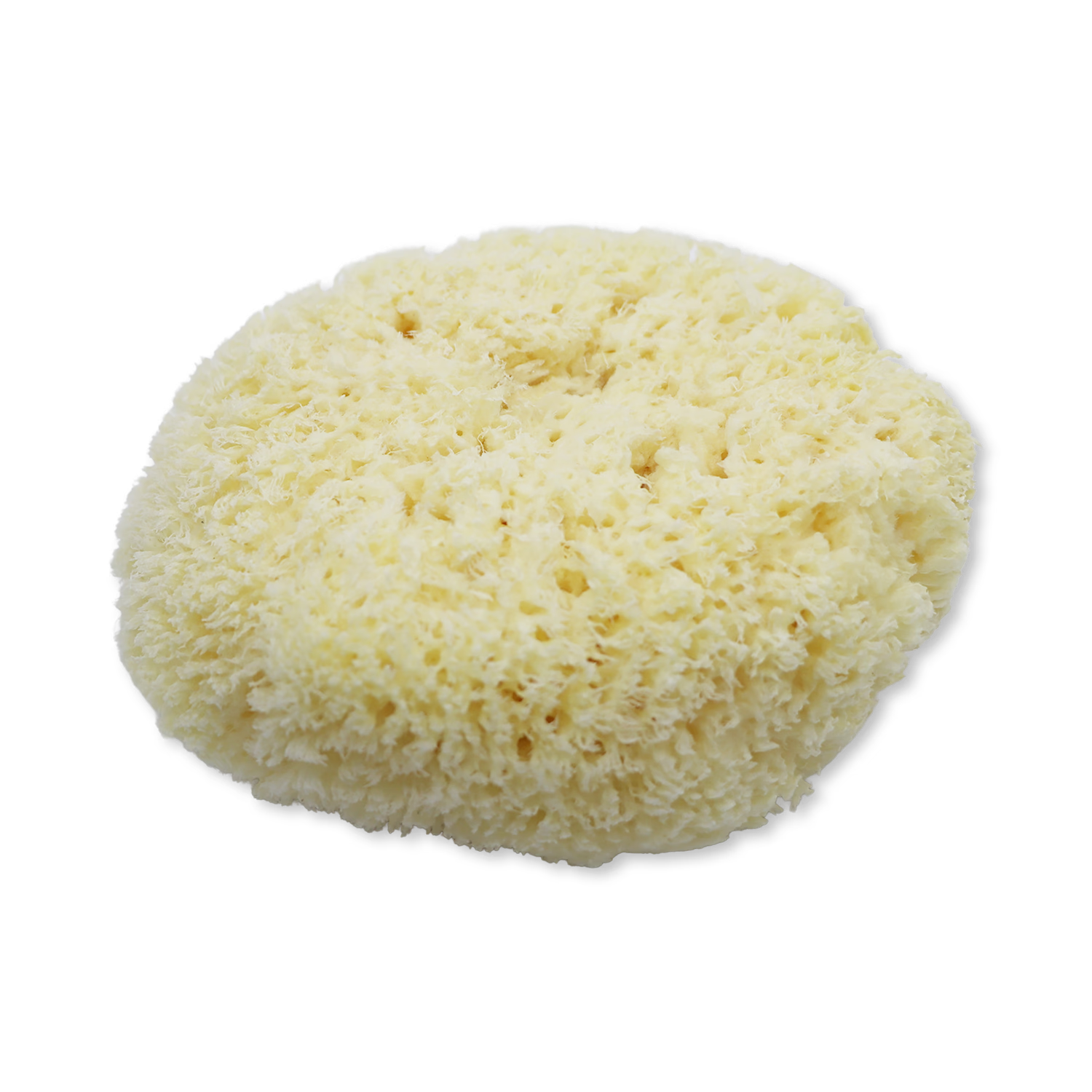 SpongeBox natural sea sponge 6-6.5 inches (British brand)