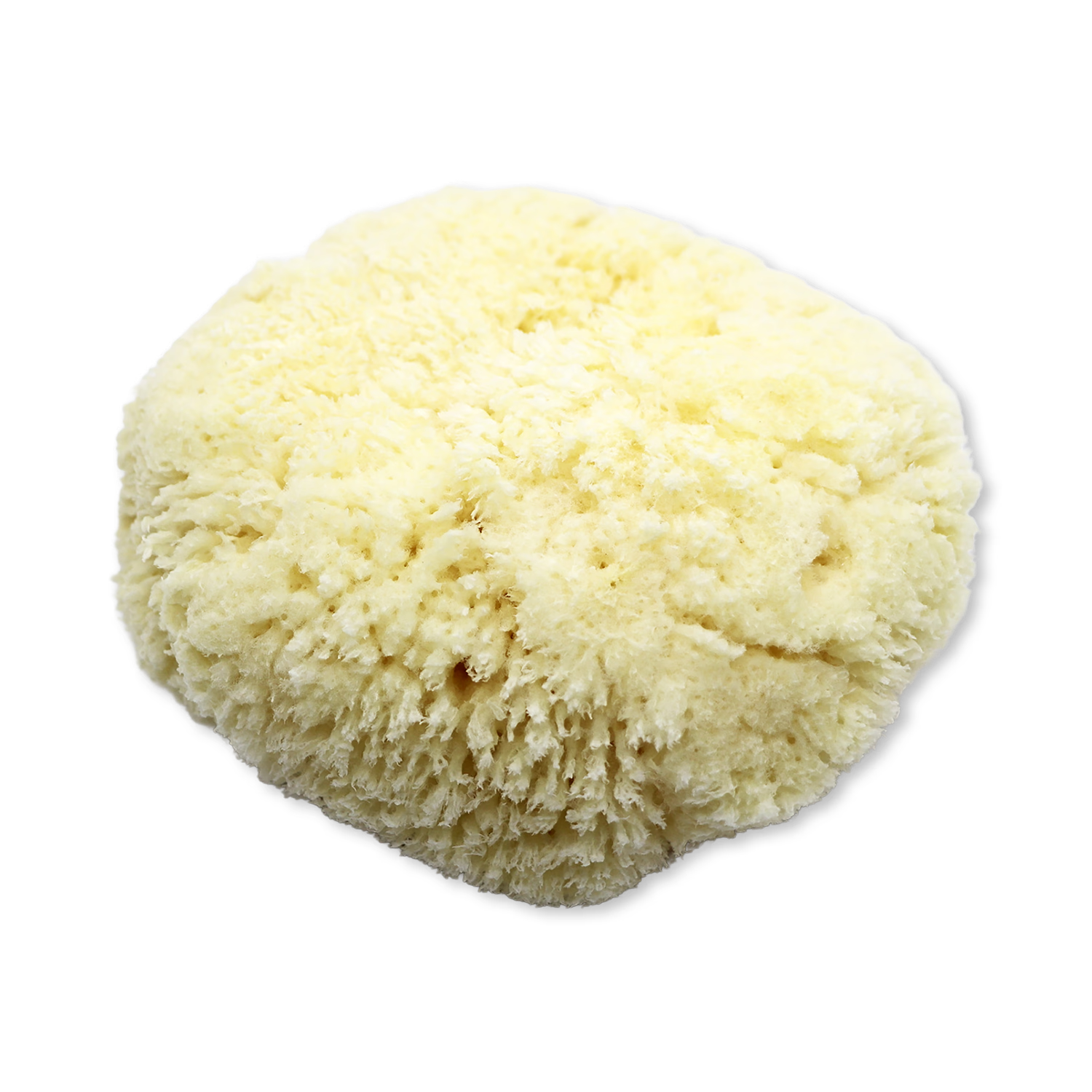 SpongeBox natural sea sponge 6-6.5 inches (British brand)
