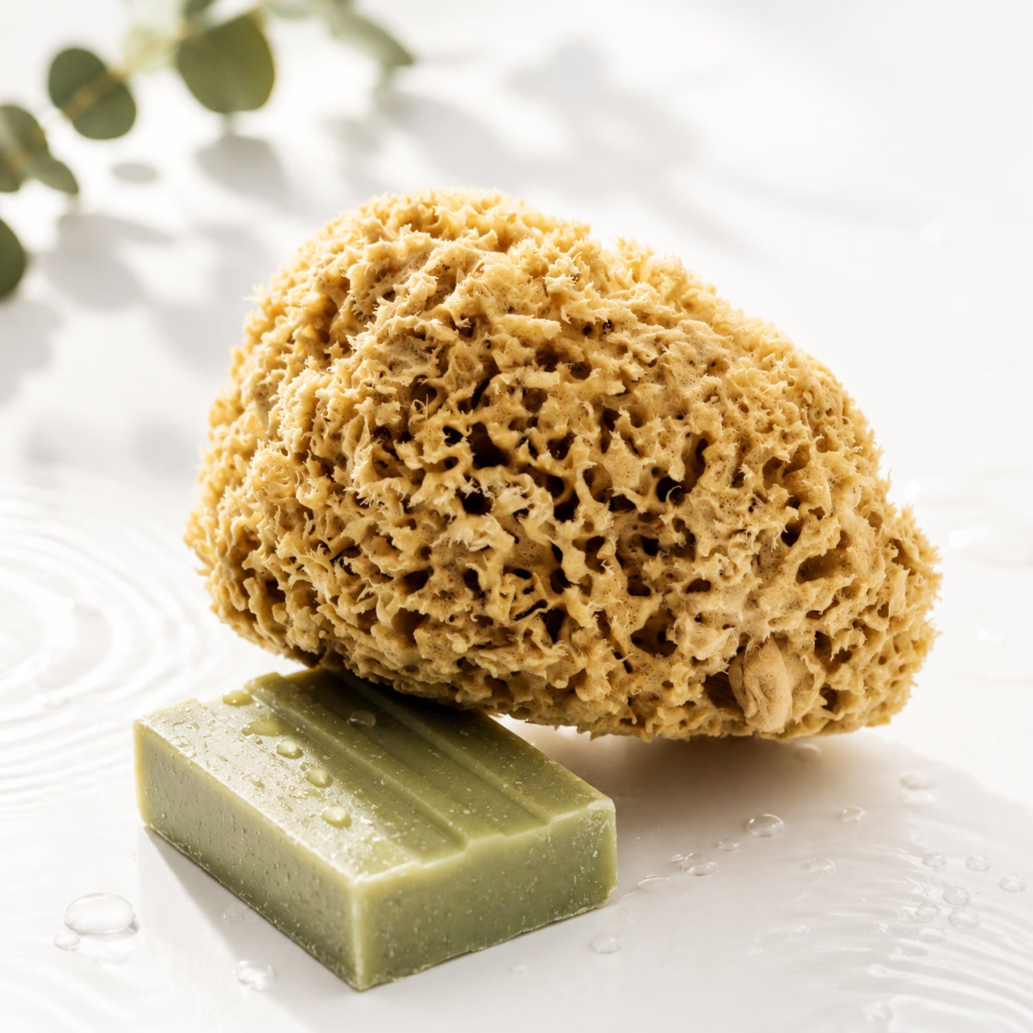 SpongeBox Honeycomb Luxe natural sea sponge 5-5.5 inches (British brand)