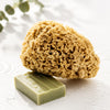 SpongeBox Honeycomb Luxe natural sea sponge 5-5.5 inches (British brand)