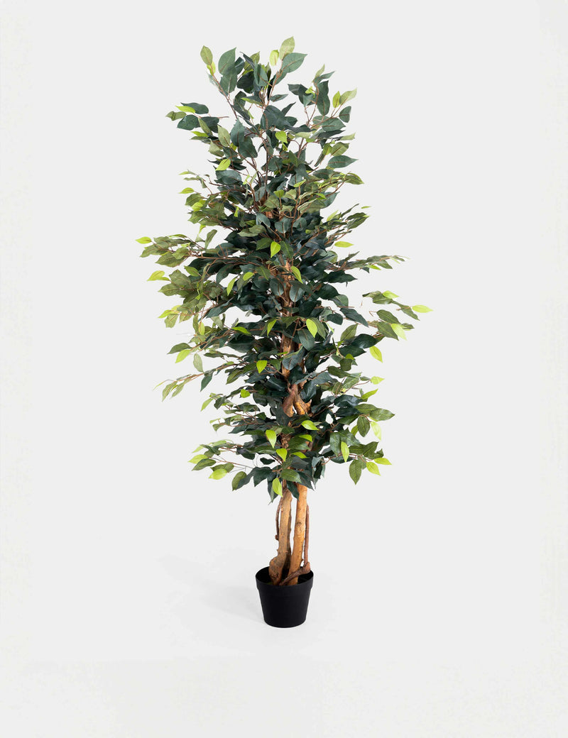 1,8 m künstlicher Ficusbaum im Topf