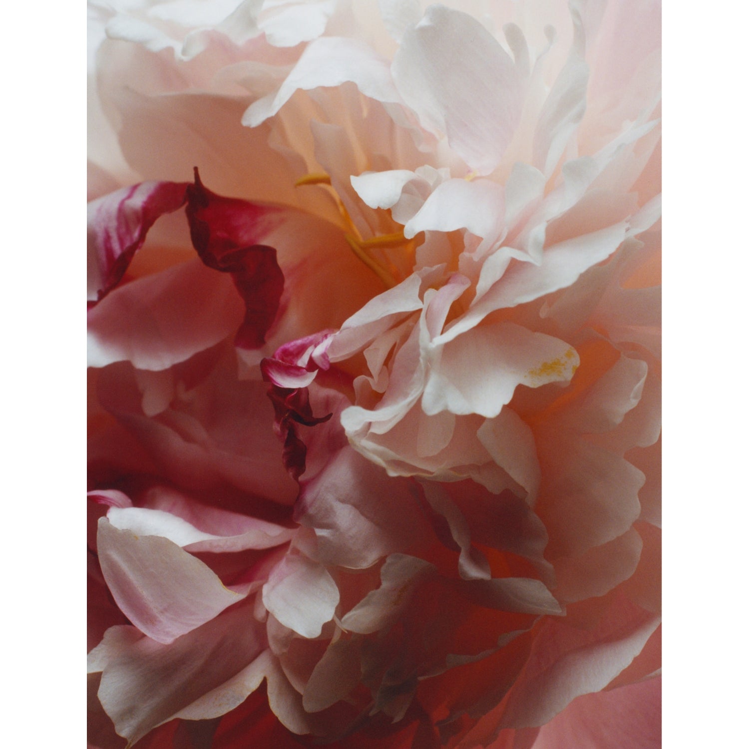 Jo Malone Peony & Blush Suede wash 100ml, imported from the UK