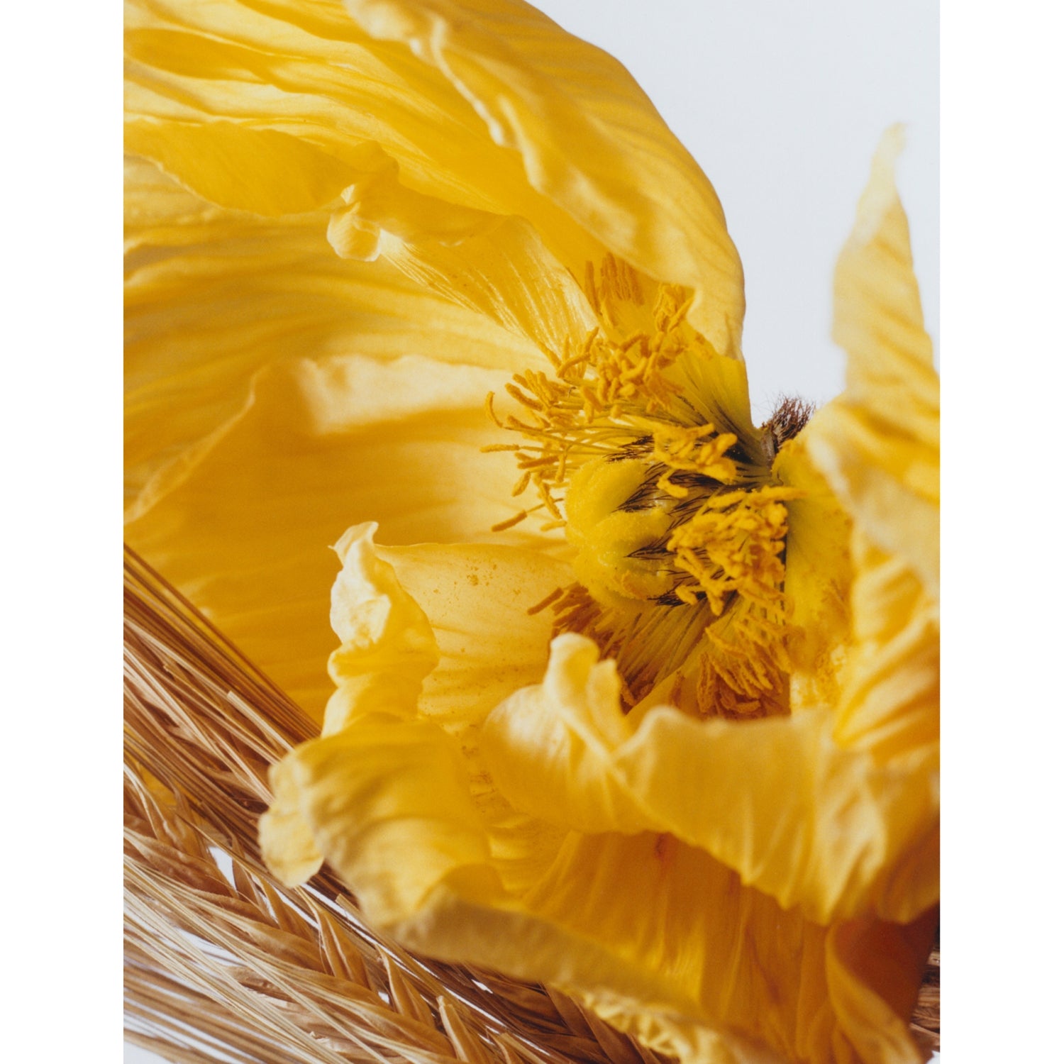 Jo Malone London Poppy and Barley cologne 30ml, imported from the UK
