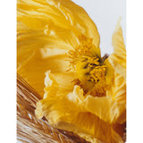 Jo Malone London Poppy and Barley cologne 30ml, imported from the UK