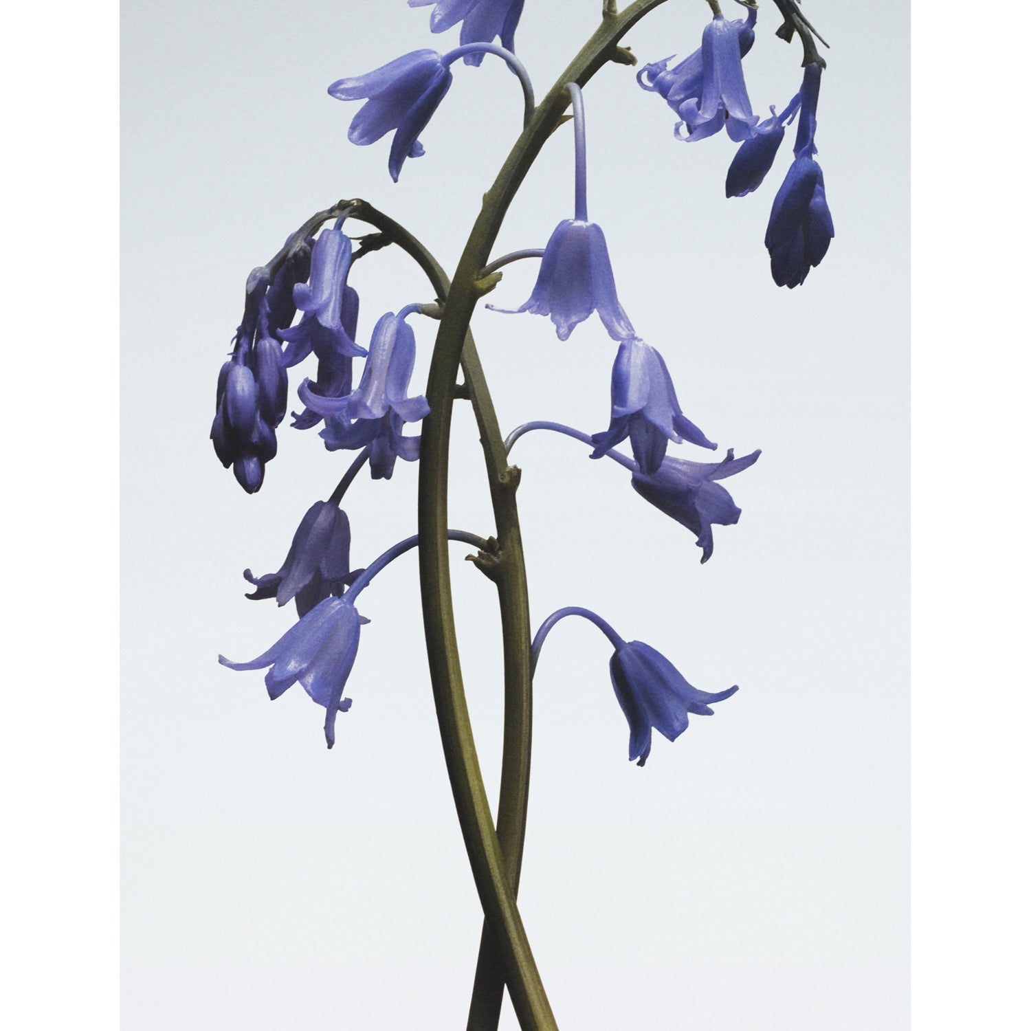 Jo Malone Wild Bluebell body crème 175ml - British product