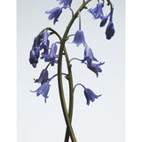 Jo Malone Wild Bluebell body crème 175ml - British product