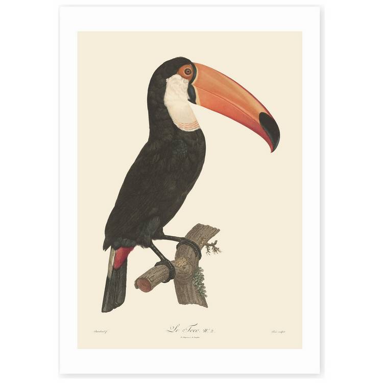 East End Prints Toucan art print A3 (British brand)
