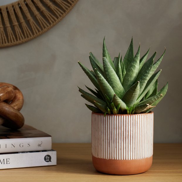 Habitat terracotta medium planter orange - British product