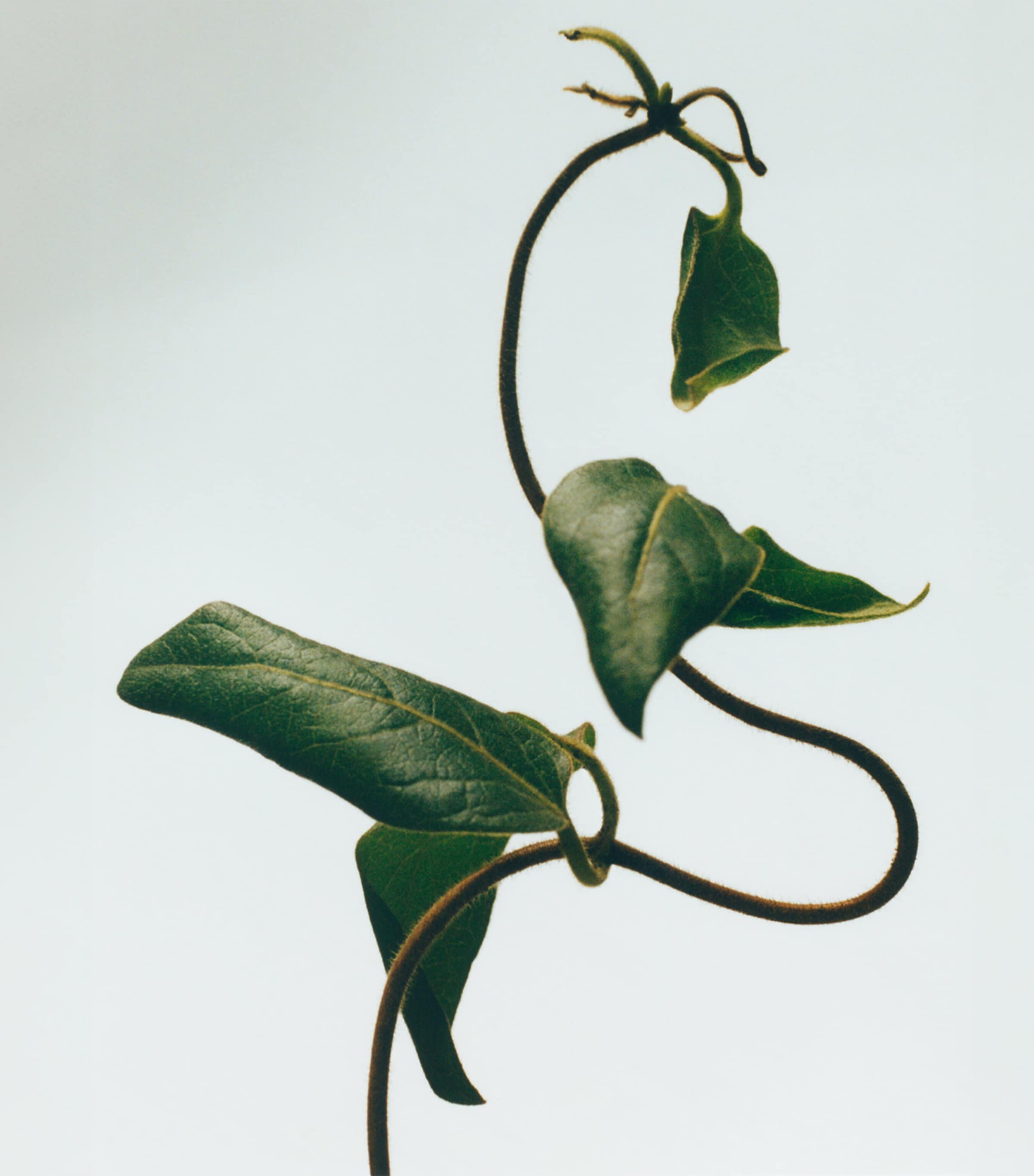 LOEWE Medium Honeysuckle candle, UK version