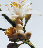Jo Malone Orange Blossom cologne 30ml (British brand)
