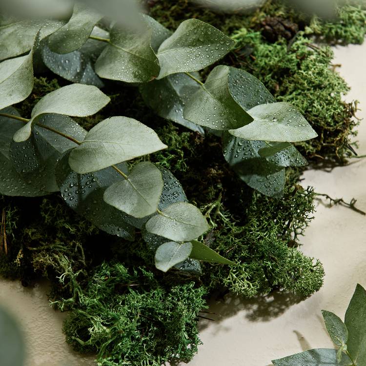 Habitat diffuser Fresh Moss & Eucalyptus 500ml, UK version
