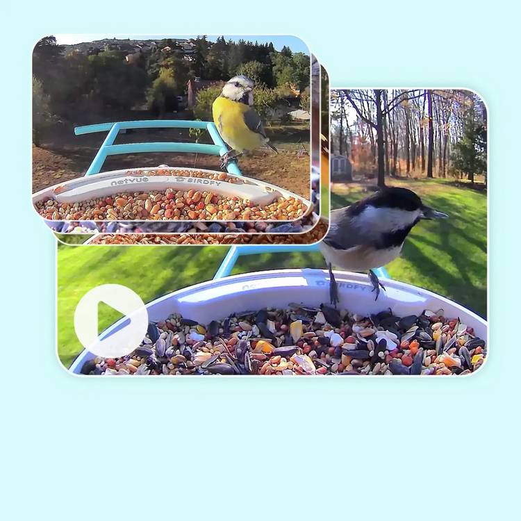 Birdfy smart bird feeder with camera and solar panel - British product