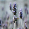 B Calm lavender organic essential oil 10ml, UK version