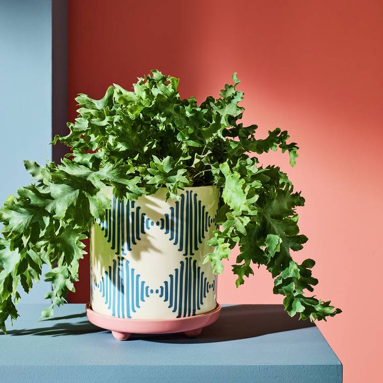 Habitat ceramic planter blue Harlequin 14cm, imported from the UK