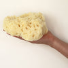 SpongeBox natural sea sponge 6-6.5 inches - British product