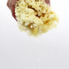 SpongeBox natural sea sponge 6-6.5 inches - British product