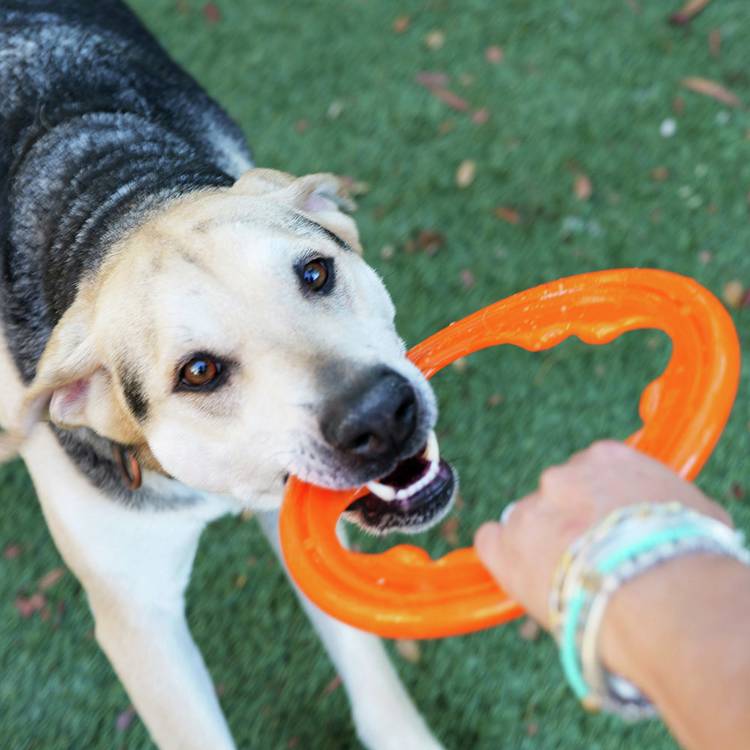 Bionic Toss N Tug Turbo orange pet toy, imported from the UK