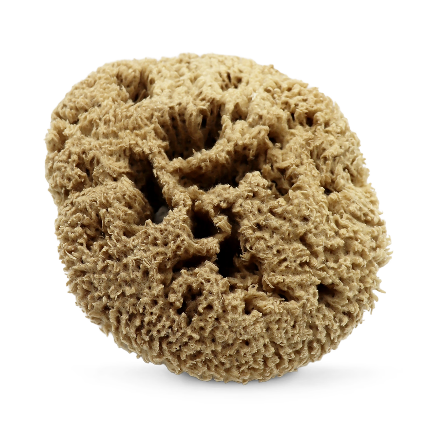 SpongeBox natural sea sponge 6-6.5 inches (British brand)
