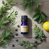 Holly Botanic Defence essential oil blend 5ml, imported from the UK