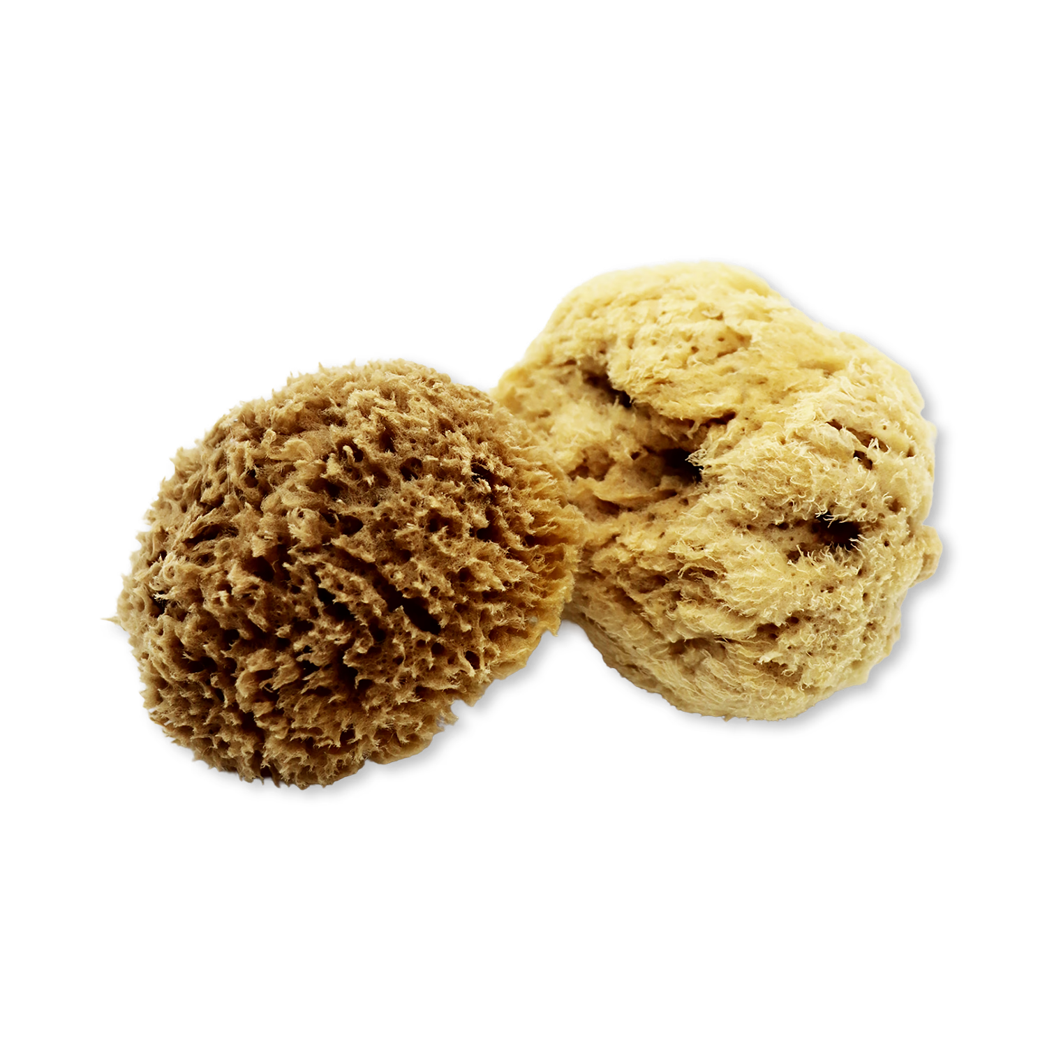 SpongeBox deep sea pure natural sponge 5.5 inches (British brand)