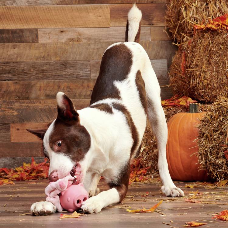 Bark Hambone dog squeak chew toy, UK version