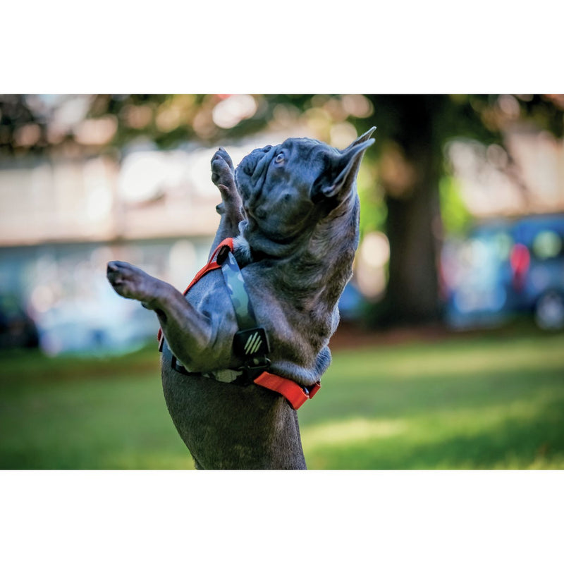 Mpet WILD harness for small dogs, adjustable polyester - British product