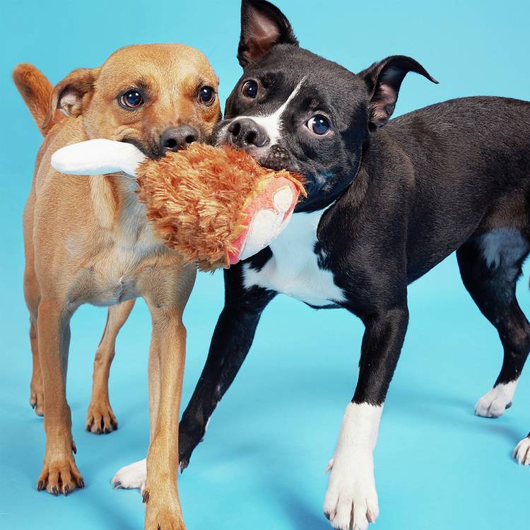 Bark Tavern turkey leg dog squeak toy, UK version