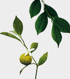 LOEWE Earl Grey scented candle, UK version