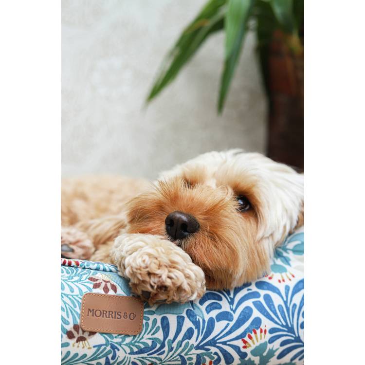 Morris & Co. Bower Print Square Pet Bed Small, imported from the UK