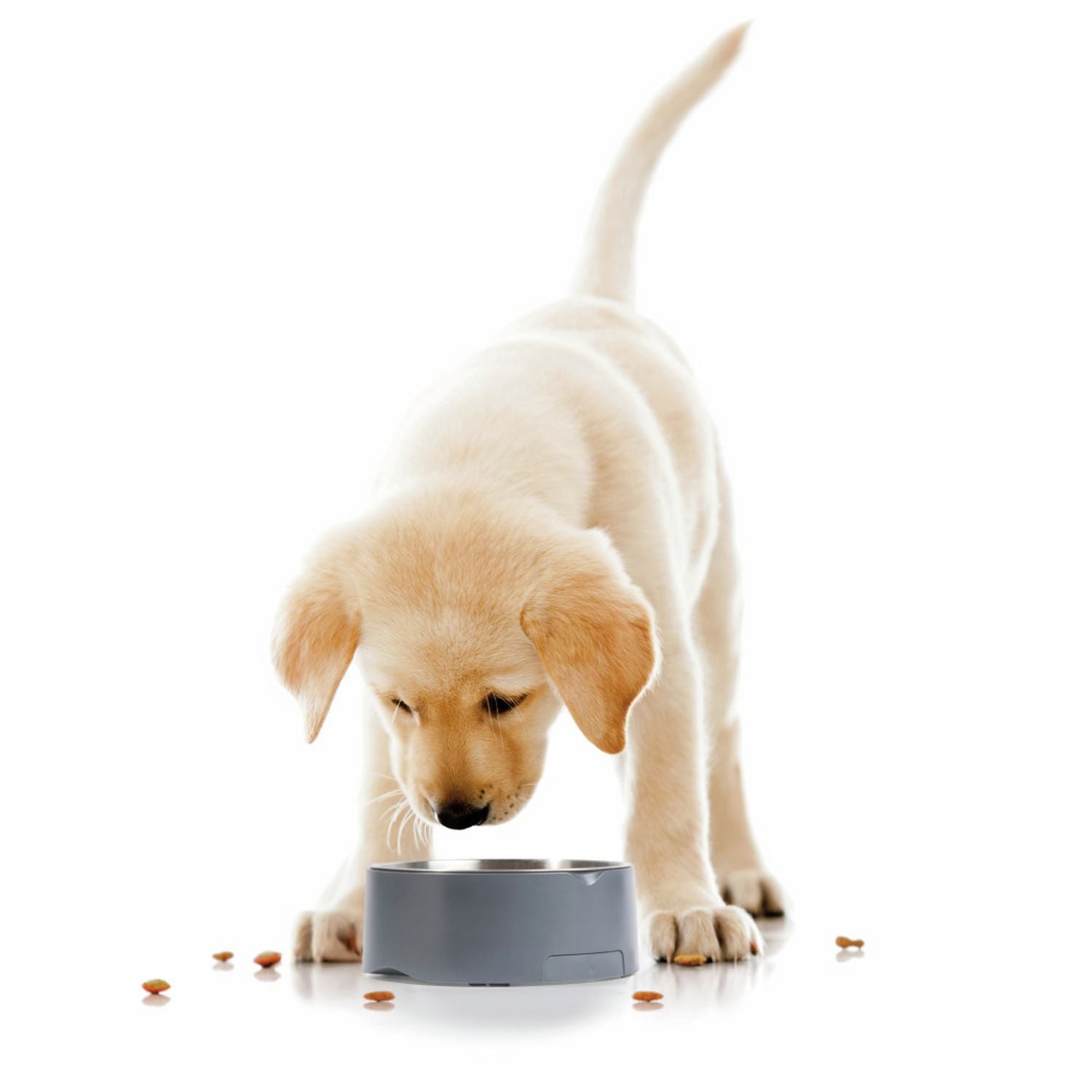 Salter digital pet food scale 5kg grey - British product