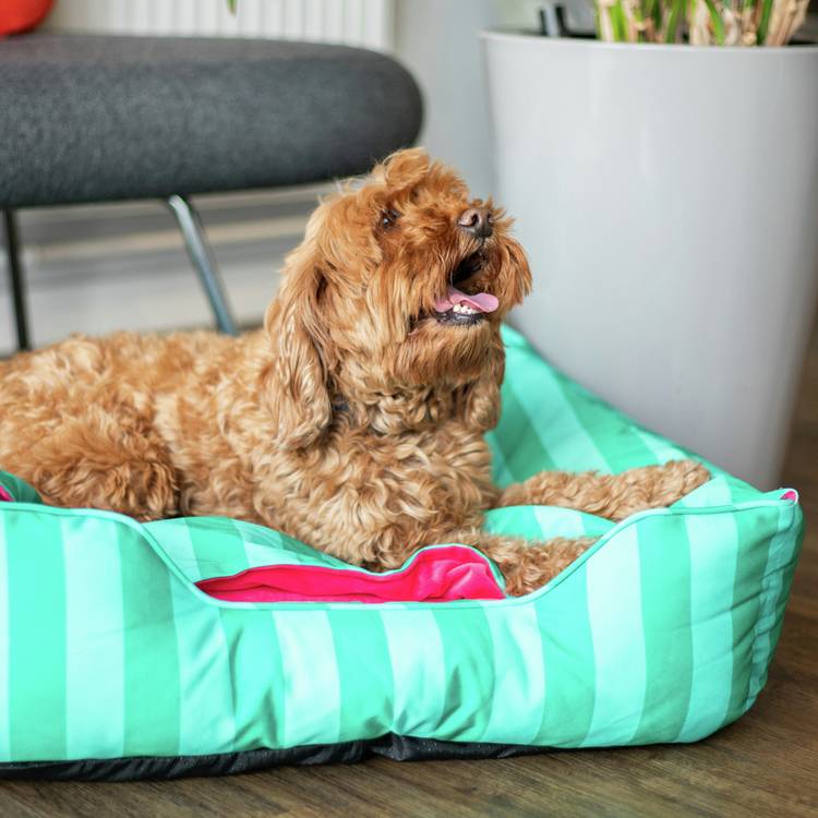 Rosewood Happy Dog Hideout green and pink canopy, UK version