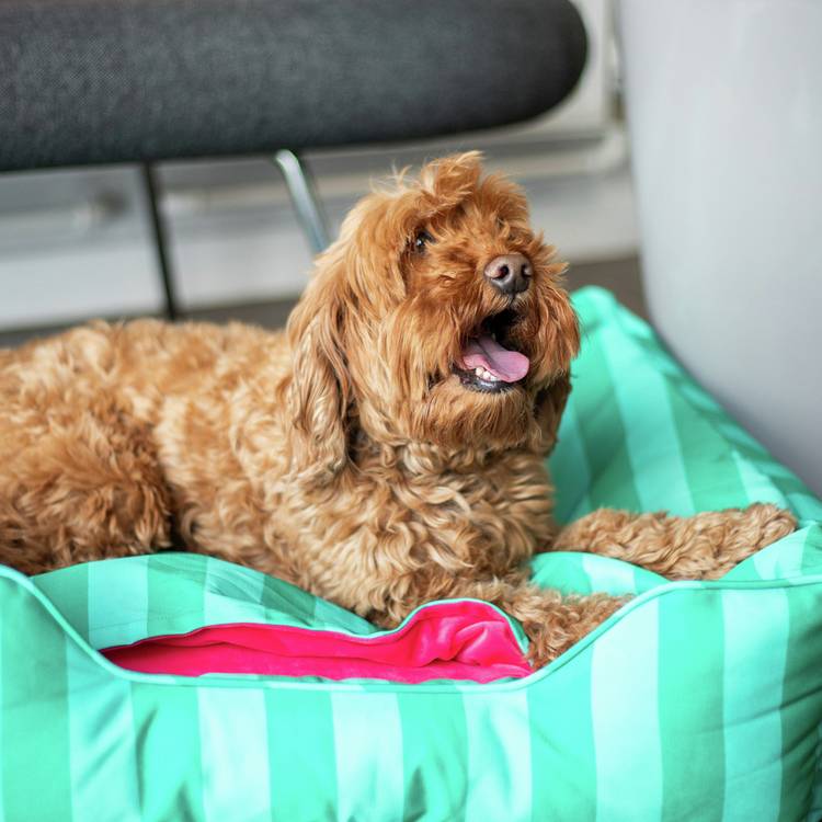 Rosewood Happy Dog Hideout green and pink canopy, UK version