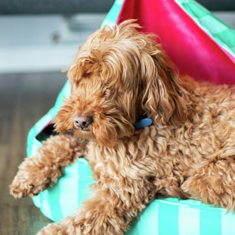 Rosewood Happy Dog Hideout green and pink canopy, UK version