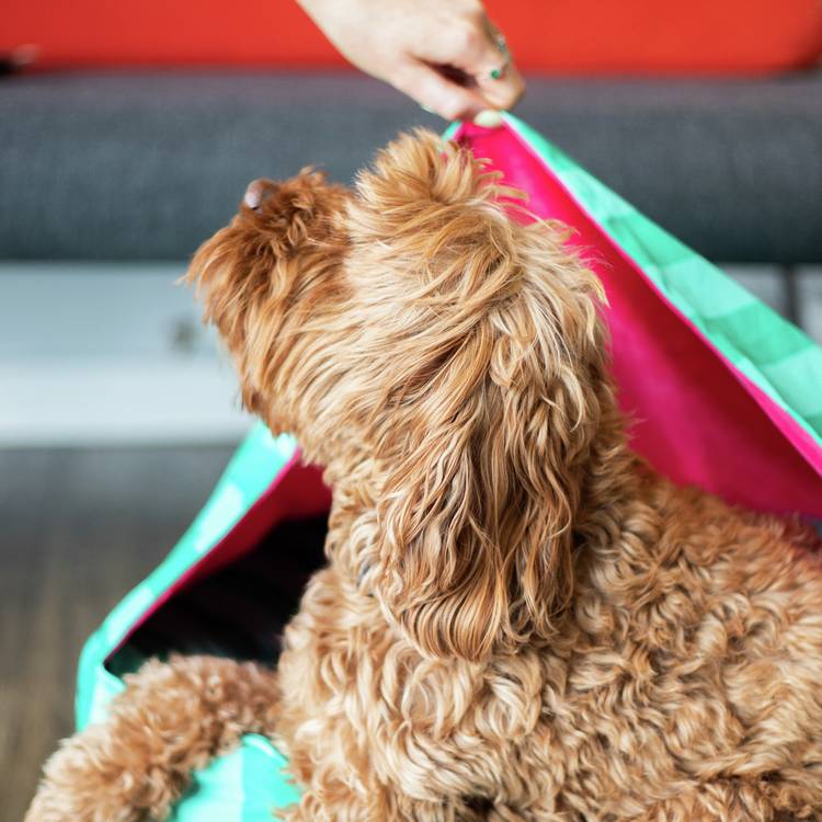 Rosewood Happy Dog Hideout green and pink canopy, UK version