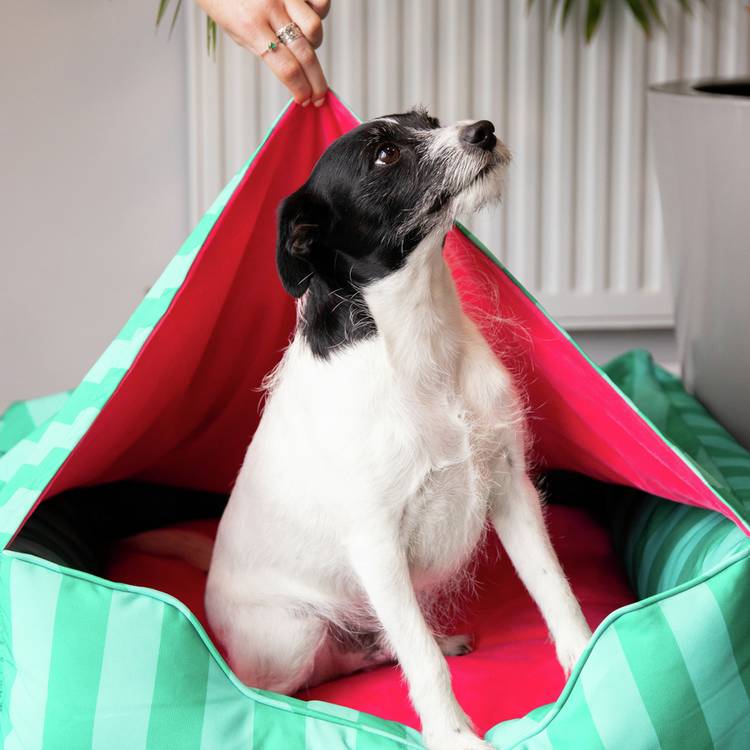 Rosewood Happy Dog Hideout green and pink canopy, UK version
