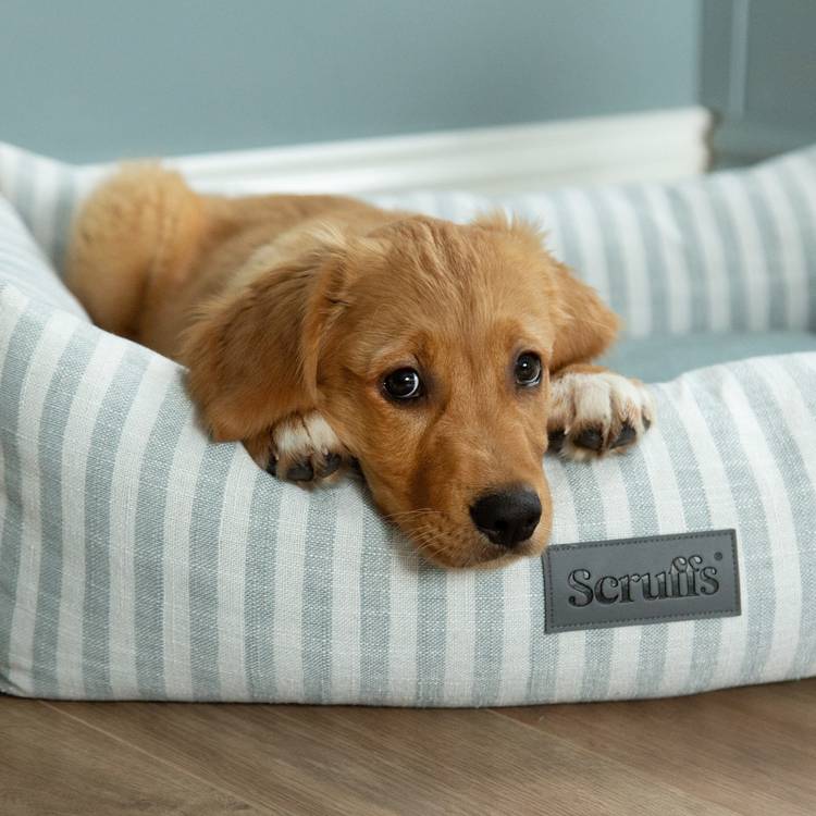 Scruffs coastal box bed medium (British brand)