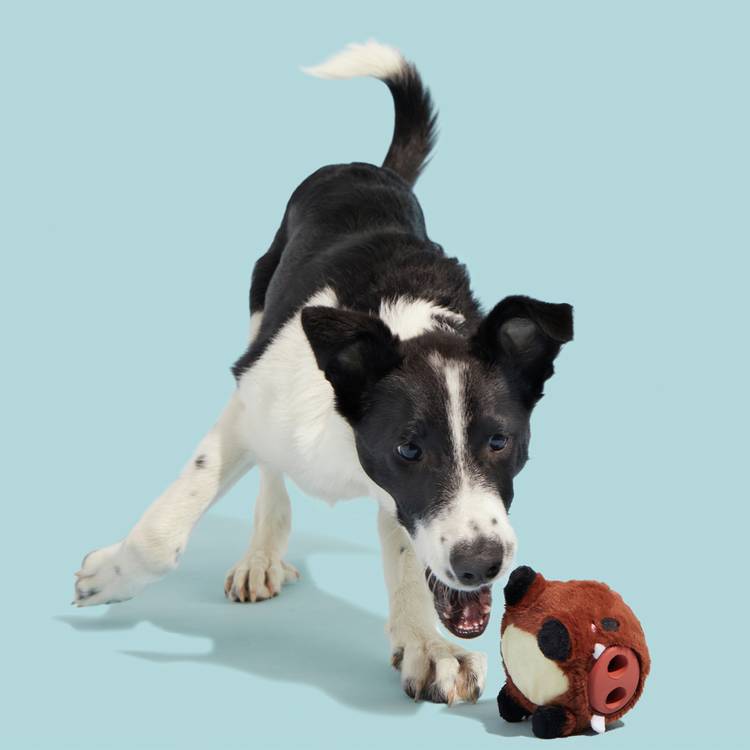 Bark Wild Boris small dog chew toy 9x9x14cm, UK version