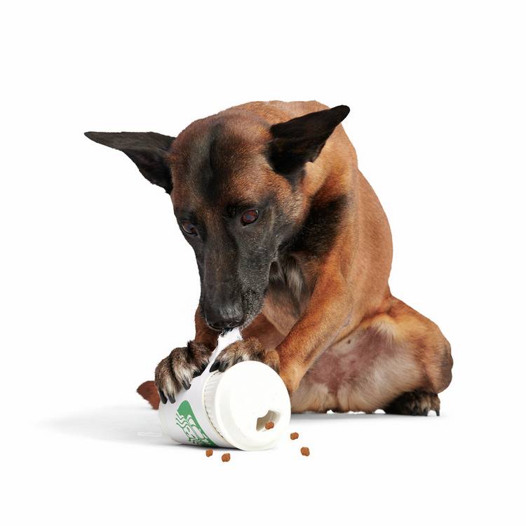 Bark Yappucino dog chew toy (British brand)