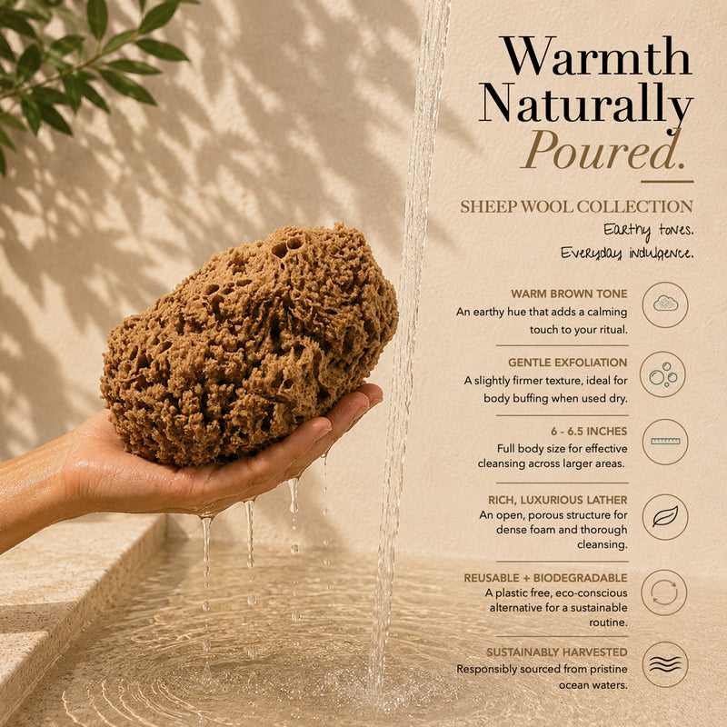 SpongeBox natural sea sponge 6-6.5 inches imported from the UK