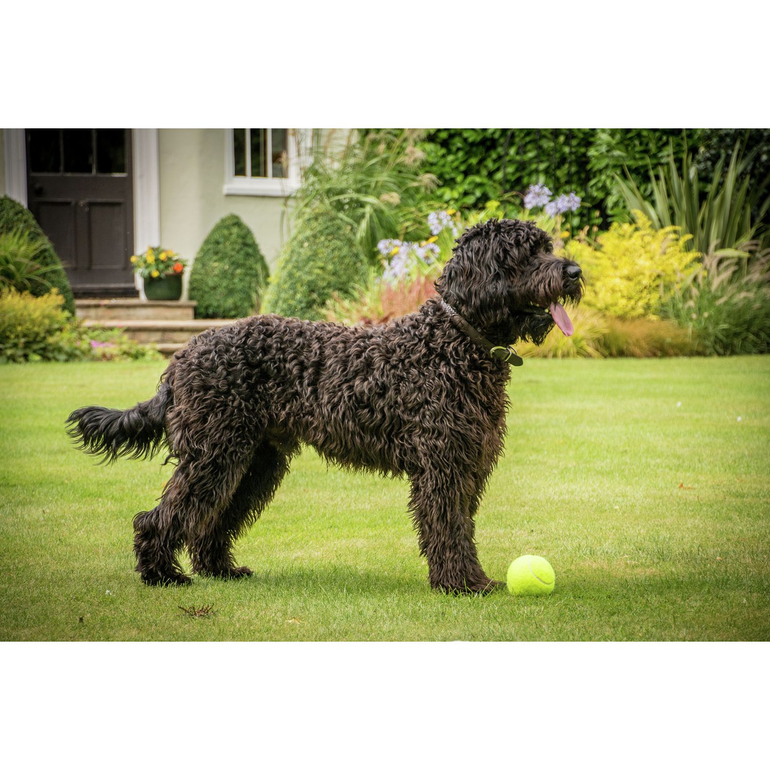 Petface dog tennis balls 12 pack (British brand)