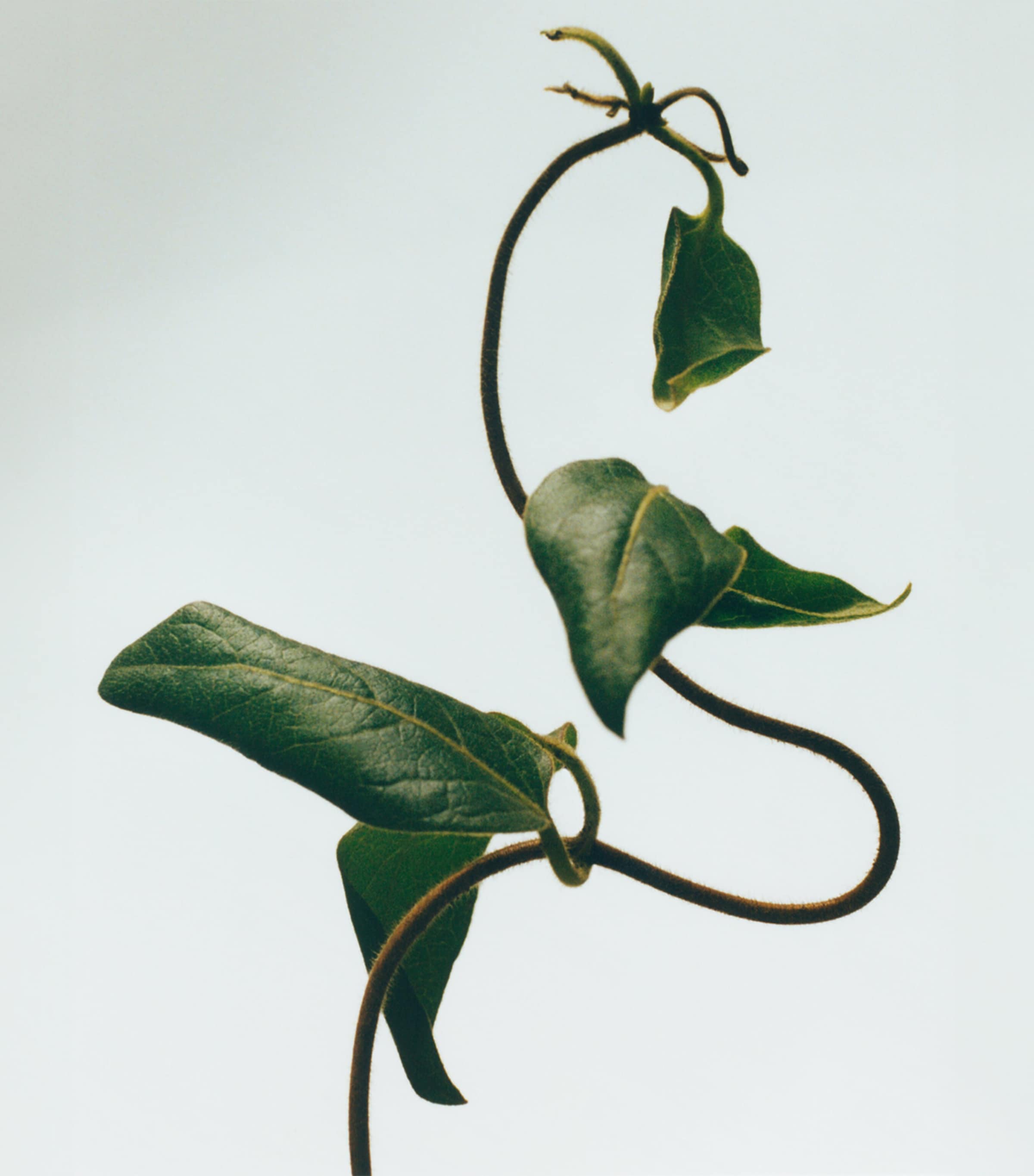 LOEWE Honeysuckle Chandelier Candle, UK version